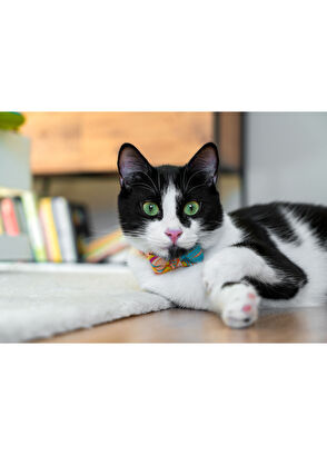 Gliparis Noche Papyonlu Kedi Tasması - 6