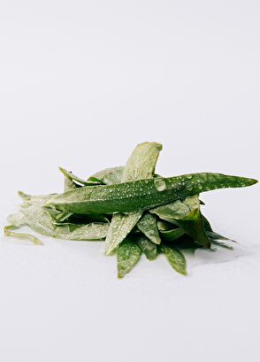 Loewe Essencia EDP 100 ml Erkek Parfüm - 3