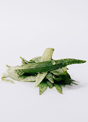 Loewe Essencia EDP 50 ml Erkek Parfüm - 3