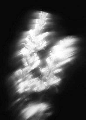 Maison Crivelli Tubéreuse Astrale Extrait 50ml Parfüm - 4