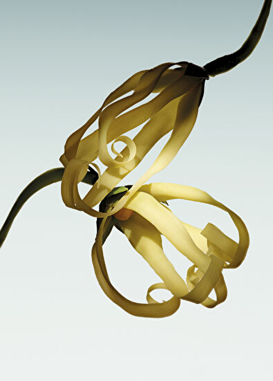 Giorgio Armani Armani Primary Vert MalachIte Edp 100ml - 7