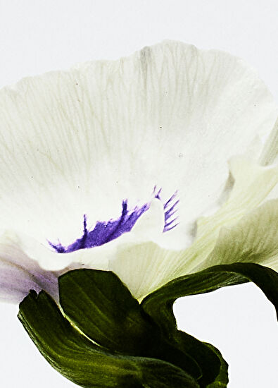 Loewe Aire Anthesis EDP 100 ml Parfüm - 3