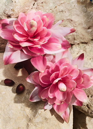 Dolce&Gabbana Light Blue Capri İn Love Eau De Perfume 100Ml - 6