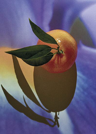 Loewe Solo Elixir 50 ml Erkek Parfüm - 3