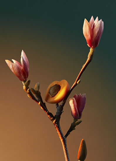 Penhaligon's Vra Vra Vroom EDP 50 ml Unisex Perfume - 5