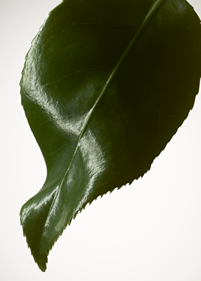 Giorgio Armani Armanı Prıve The Yulong Edt 100Ml - 5