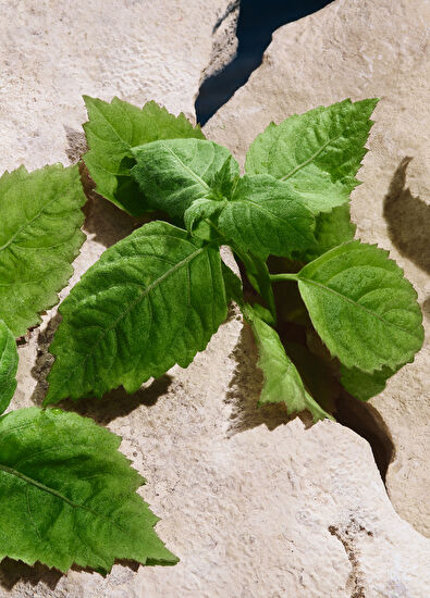 Dolce&Gabbana Light Blue Capri İn Love Eau De Perfume 100Ml - 5