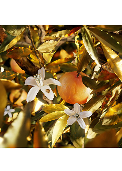 Bvlgari Le Gemme Tygar EDP 60 ml Unisex Parfüm - 4