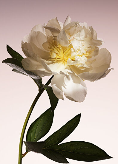 Giorgio Armani Armani/Privé Pivoine Suzhou EDT 100ml - 6