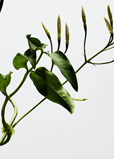 Loewe 001 Woman EDP 100 ml Parfüm - 3