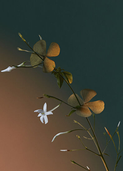 Penhaligon's A Kiss Of Bliss EDP 50 ML Unisex Perfume - 5