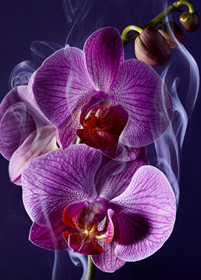 Lancome La Nuıt Tresor Edp 75Ml - 4