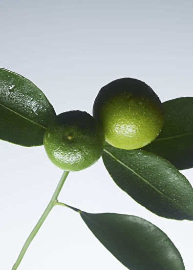 Giorgio Armani Armani/Privé Vetiver D'Hiver EDT 100ml - 7