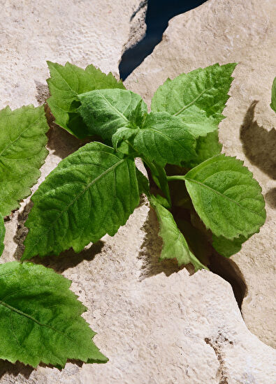 Dolce&Gabbana Light Blue Pour Homme Eau de Toilette 100ML - 5