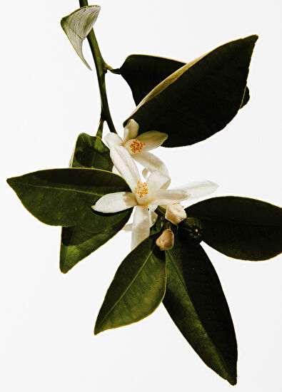 Loewe Un Paseo Por Madrid Casa De Campo 150 ml Parfüm - 3