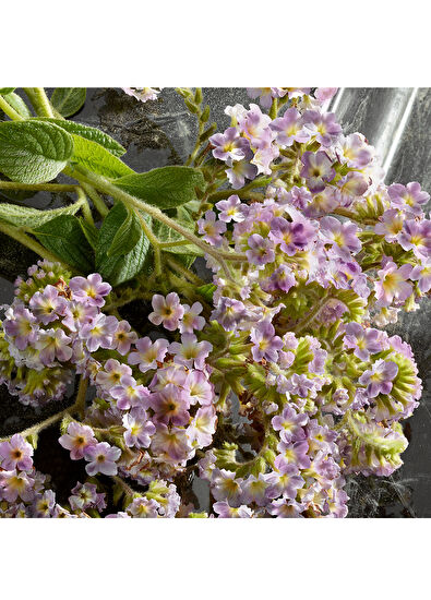 Dolce&Gabbana Q By DG EDPI Intense Erkek 100ml Parfüm - 6