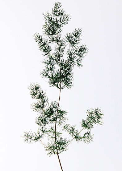 Loewe Solo EDT 50 ml Men's Perfume - 3