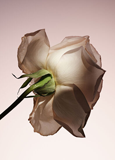 Giorgio Armani Armani/Privé Pivoine Suzhou EDT 100ml - 7