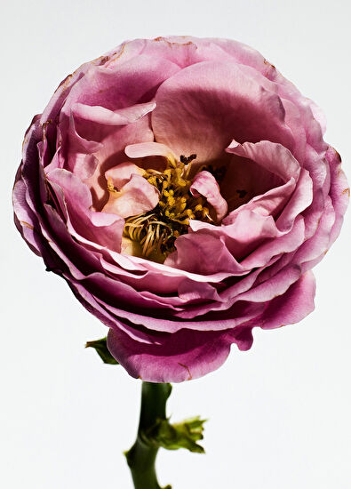 Loewe Loewe Rosaleda Edp 150ml - 3