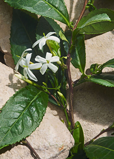 Dolce&Gabbana Light Blue Capri In Love Pour Homme Eau de 50ML - 5