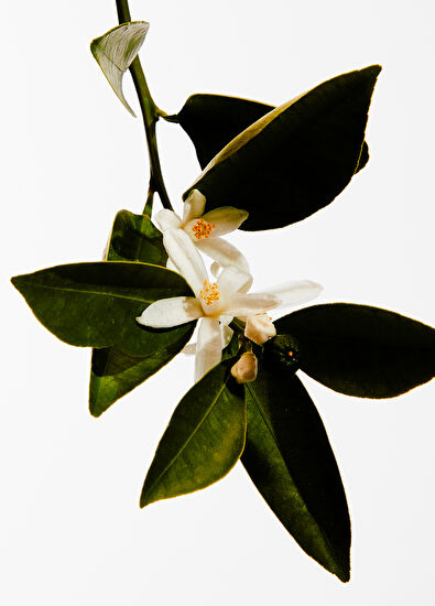 Loewe Loewe Mayrit Edp 150 ml - 3