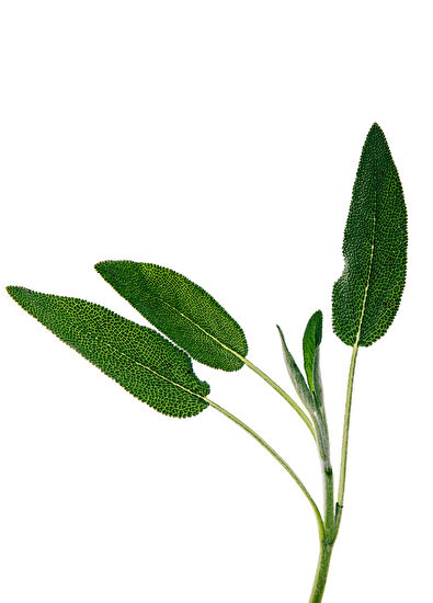 Loewe Loewe Solo Vulcan Edp 50 ml - 3