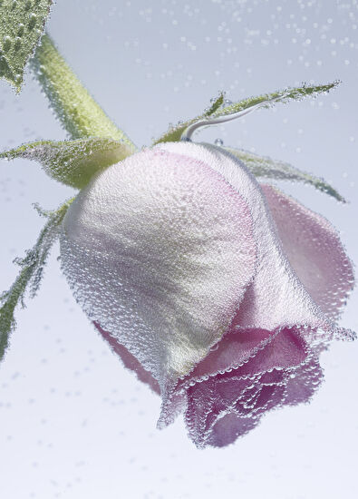 Maison Crivelli Rose SaltifOlia EDP Parfüm 100 ml - 3