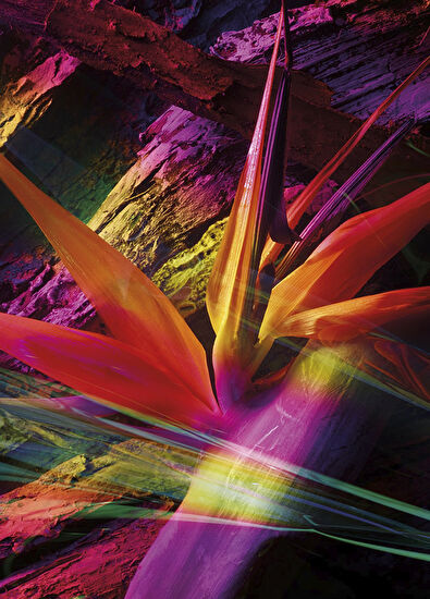 Maison Crivelli Ambre Chromatique Extrait 50 ml Unisex Parfüm - 5