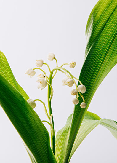 Loewe Opera EDP 100 ml Parfüm - 3