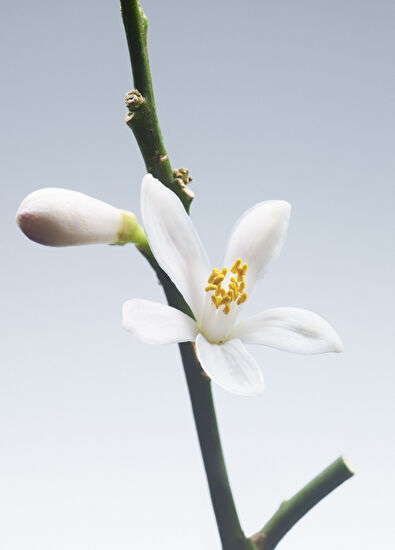 Giorgio Armani Armani/Privé Vetiver D'Hiver EDT 100ml - 6