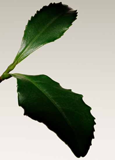 Giorgio Armani Armanı Prıve The Yulong Edt 100Ml - 6