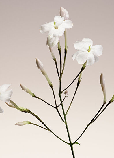 Giorgio Armani Armani/Privé Blanc Kogane EDP 100ml - 5