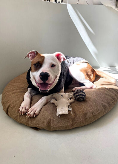 St. Pia Budu Köpek Yatağı - 3