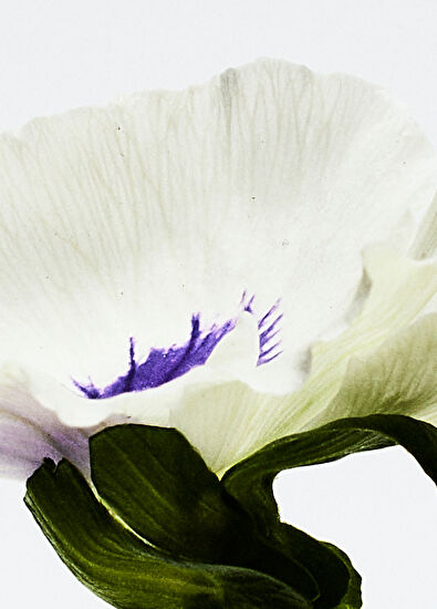 Loewe Loewe Agua Drop Edp 100 ml - 3