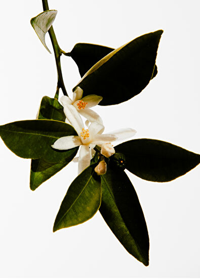 Loewe Mayrit EDP 100 ml Unisex Parfüm - 3