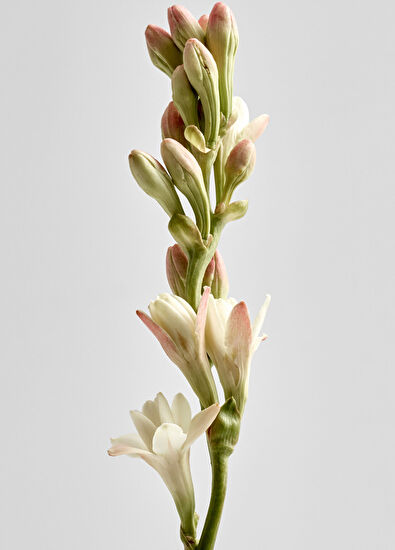 Loewe Tuberose Mum 170 gr - 3