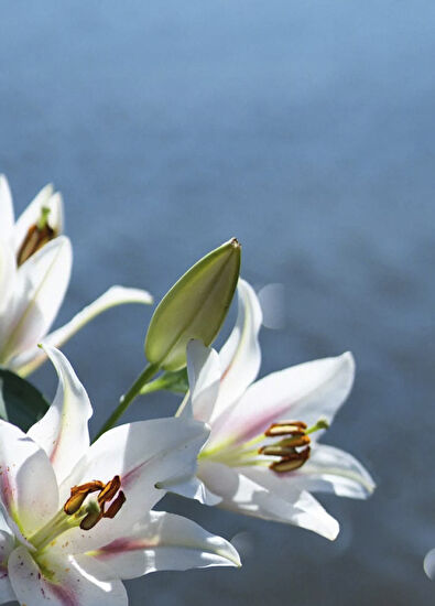 Maison Crivelli Lys Solaberg EDP 100ml - 5