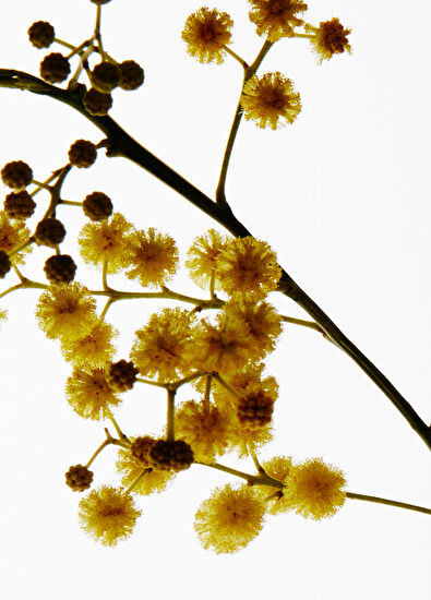 Loewe Mimosa Mum 170 gr - 3