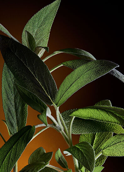 Dolce&Gabbana The One For Men Eau de Parfum 100ML - 5