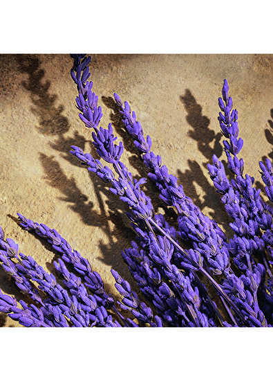 Dolce&Gabbana Devotion For Men 100 ml Perfume - 5