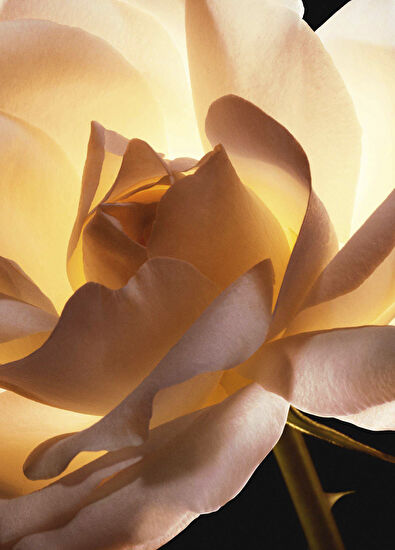 Dior Prestige 50 Ml La Cream Riche Moisturizer - 3