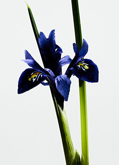 Loewe Loewe La Bella Cibeles Edp 150 ml - 3