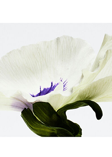 Loewe Loewe Agua Drop Edp 50 ml - 3