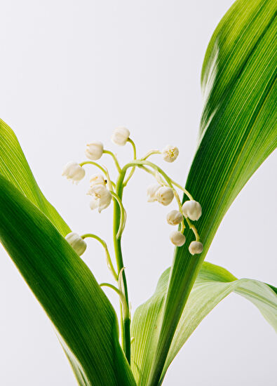 Loewe Loewe Opera Edp 150 ml - 3