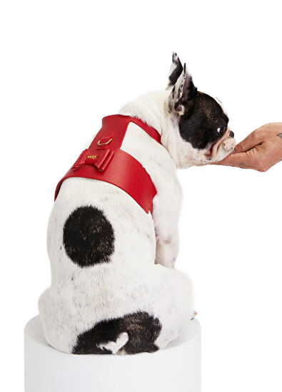 Moshiqa Bijou Red Ribbon Dog Chest Colash - 4