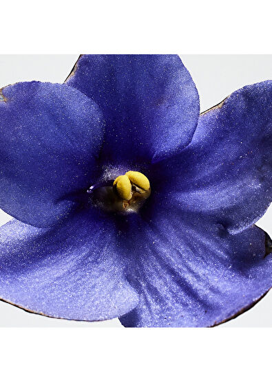 Loewe San Miguel EDP 100 ml Unisex Parfüm - 3