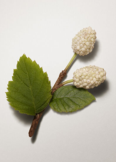 Hermès Plein Air 70 Santal 40 ml Cilt Kremi - 5