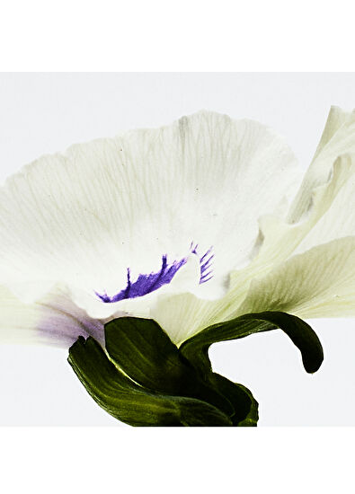 Loewe Aire Anthesis EDP 50 ml Parfüm - 3