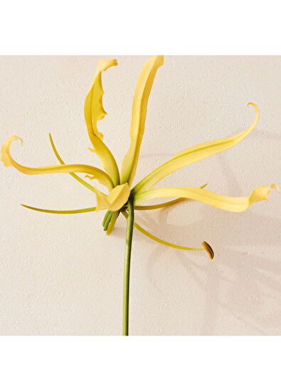 Chloe Atelier des Fleurs Ylang Cananga Edp 150 ML - 4