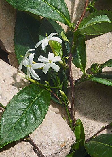 Dolce&Gabbana Light Blue Capri In Love Pour Homme Eau de Parfum - 5